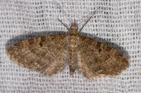 Eupithecia tantillaria