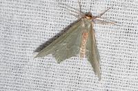 Hemithea aestivaria