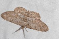 Hypomecis punctinalis