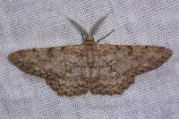 Hypomecis punctinalis