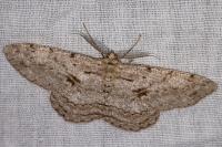 Hypomecis roboraria