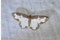 Lomaspilis marginata