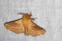 Malacosoma neustria