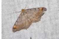 Macaria liturata