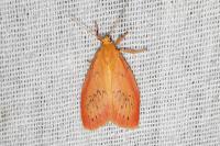 Miltochrista miniata