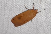 Noctua pronuba