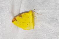 Opisthograptis luteolata