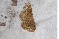 Parectropis similaria