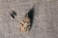 Scoparia ambigualis