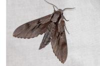 Hyloicus pinastri