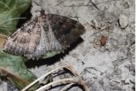Triphosa dubitata/tauteli