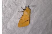 Spilarctia lutea