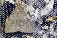 Catocala nupta