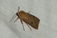 Agrotis exclamationis exclamationis