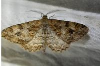 Alcis repandata
