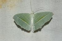 Campaea margaritaria