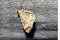 Epirrhoe alternata