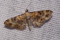 Eupithecia linariata