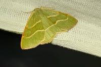 Hylaea fasciaria