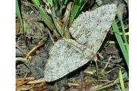 Hypomecis punctinalis