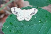 Idaea trigeminata