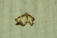 Lomaspilis marginata