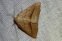 Petrophora chlorosata