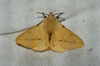 Spilarctia lutea