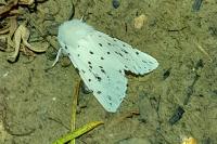 Spilosoma lubricipeda