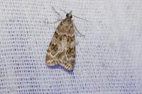 Scoparia ambigualis