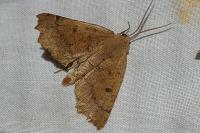 Odontopera bidentata