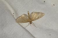 Eupithecia