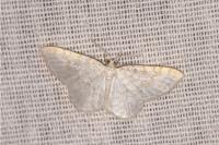 Asthena albulata
