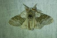 Calliteara pudibunda