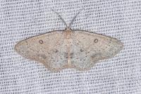 Cyclophora albipunctata