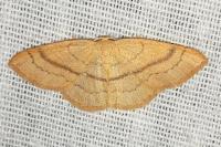 Cyclophora linearia