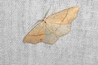 Cyclophora punctaria