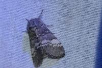 Drymonia ruficornis