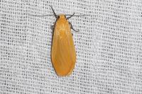 Wittia sororcula