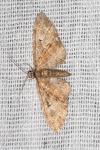 Eupithecia abbreviata