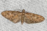 Eupithecia abbreviata
