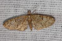 Eupithecia dodoneata