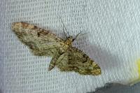 Eupithecia tantillaria