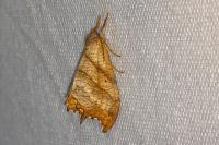 Falcaria lacertinaria