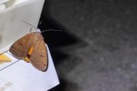 Noctua orbona