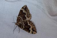 Lampropteryx suffumata