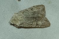 Lithophane ornitopus