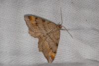 Macaria liturata