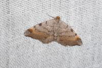 Macaria liturata
