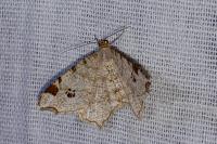 Macaria notata